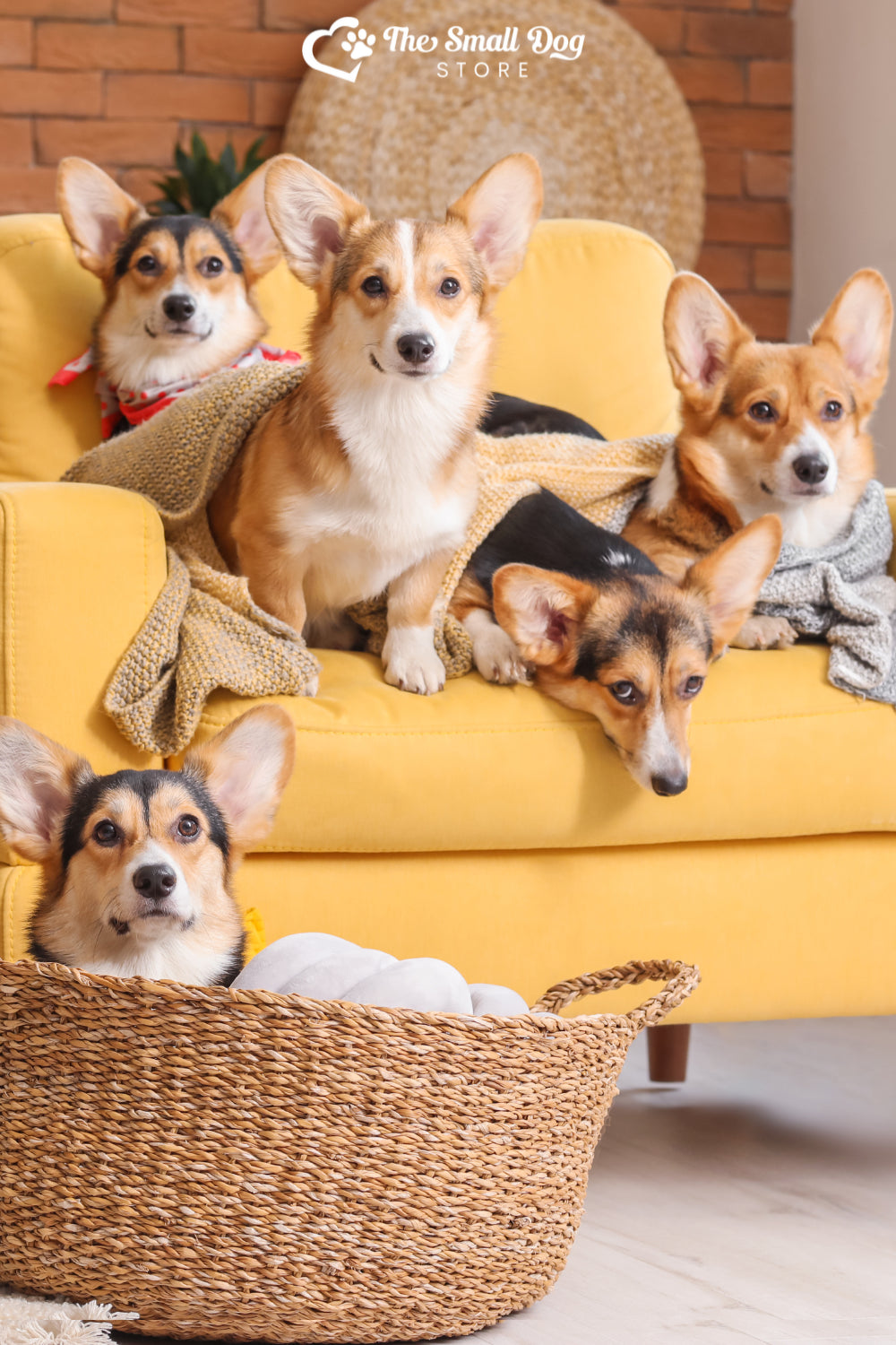 Small Dog Breeds That Make the Best Apartment Companions